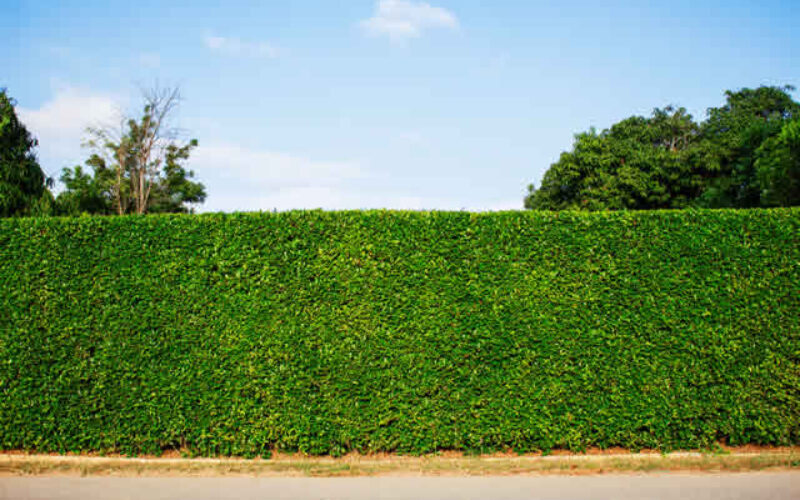 Living Fences: Transforming Your Property with Natural Privacy