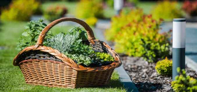 5 Tips to Low-Maintenance Landscaping