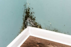 Dealing with Mold: A Homeowner’s Handbook