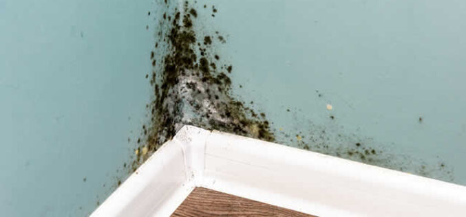 Dealing with Mold: A Homeowner’s Handbook