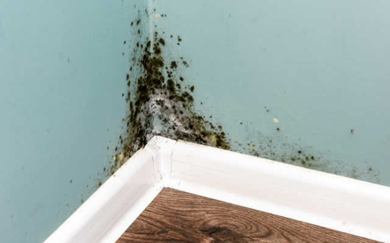 Dealing with Mold: A Homeowner’s Handbook