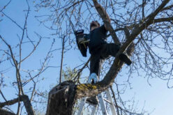 Early Spring Tree Trimming: Your Guide to Healthy, Beautiful Trees