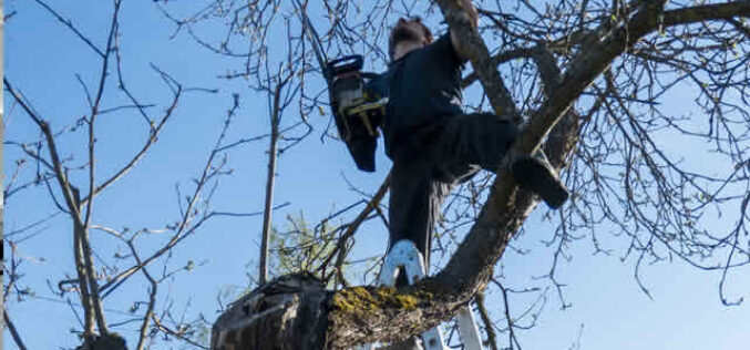 Early Spring Tree Trimming: Your Guide to Healthy, Beautiful Trees