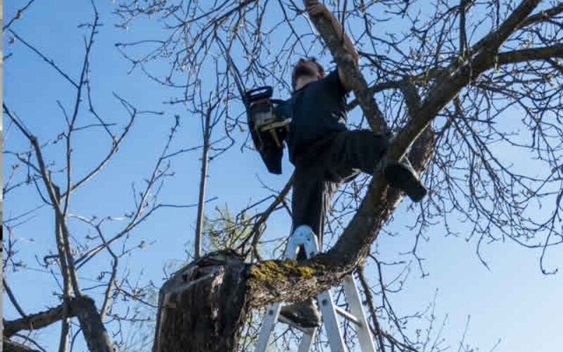 Early Spring Tree Trimming: Your Guide to Healthy, Beautiful Trees