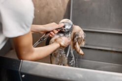 Dog Washing Stations: The Ultimate Guide for Dog Owners