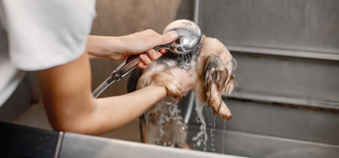 Dog Washing Stations: The Ultimate Guide for Dog Owners