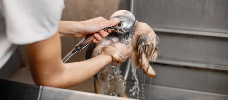 Dog Washing Stations: The Ultimate Guide for Dog Owners