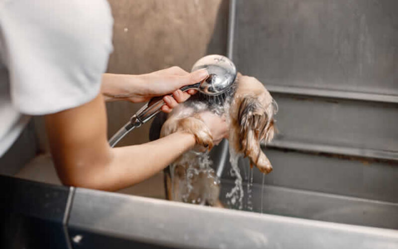 Dog Washing Stations: The Ultimate Guide for Dog Owners