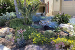 Front Yard Landscaping Ideas to Boost Curb Appeal This Spring