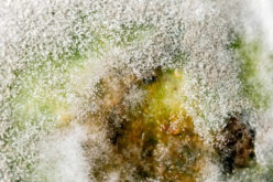 Tips You Can Use To Prevent Mold From Developing In Your Shower