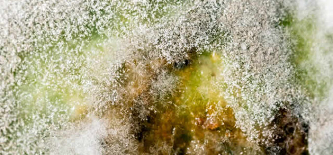 Tips You Can Use To Prevent Mold From Developing In Your Shower