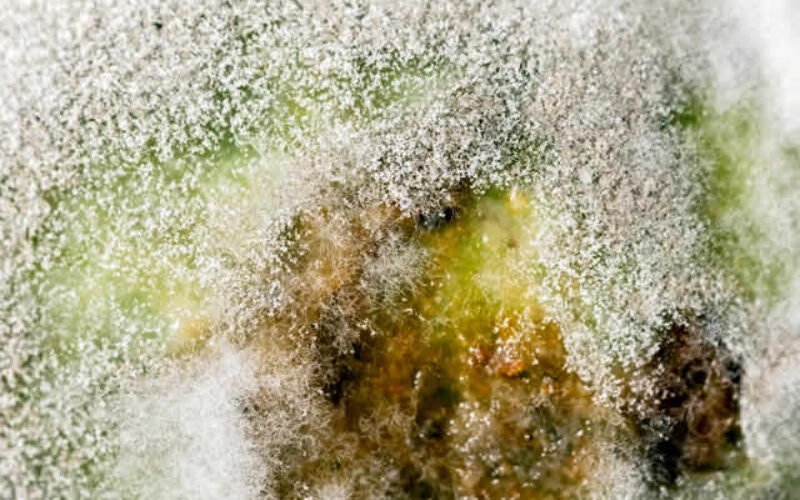 Tips You Can Use To Prevent Mold From Developing In Your Shower
