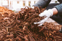 Colored Mulch Trends to Enhance Your Garden Design