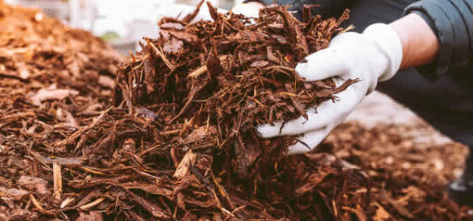 Colored Mulch Trends to Enhance Your Garden Design