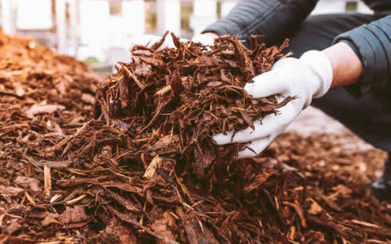 Colored Mulch Trends to Enhance Your Garden Design