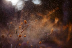 2025 Allergy Season: How to Protect Yourself from High Pollen Counts