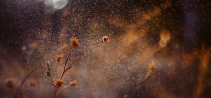 2025 Allergy Season: How to Protect Yourself from High Pollen Counts