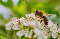 Pollinator-Friendly Gardens: Designs to Attract Bees, Butterflies, and Birds