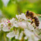 Pollinator-Friendly Gardens: Designs to Attract Bees, Butterflies, and Birds