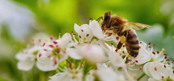 Pollinator-Friendly Gardens: Designs to Attract Bees, Butterflies, and Birds
