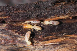 Signs Your Home May Have Termite Damage: What to Look For