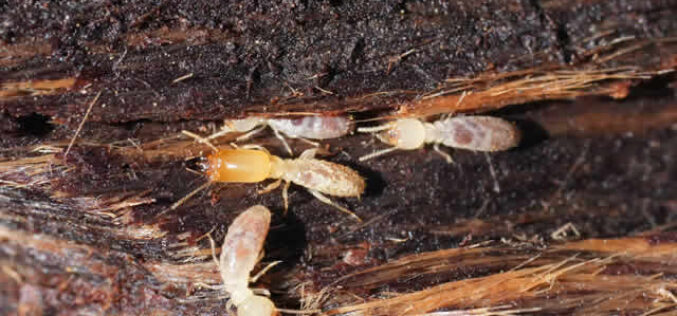 Signs Your Home May Have Termite Damage: What to Look For