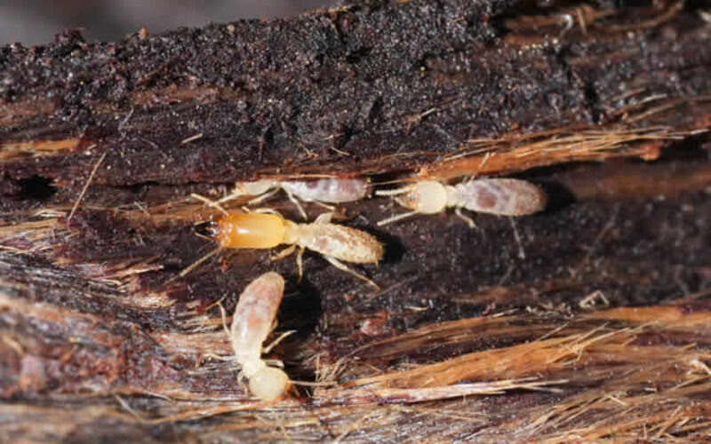 Signs Your Home May Have Termite Damage: What to Look For