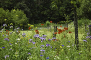 Meadow Mania How to Create a Thriving Meadow Garden with Native Perennials and Grasses