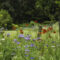 Meadow Mania How to Create a Thriving Meadow Garden with Native Perennials and Grasses