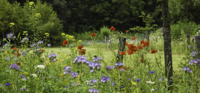 Meadow Mania How to Create a Thriving Meadow Garden with Native Perennials and Grasses