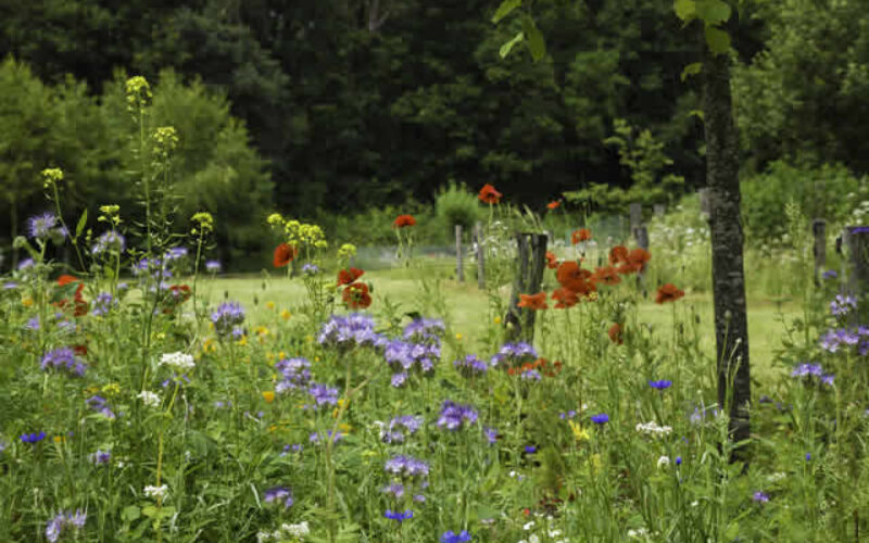 Meadow Mania How to Create a Thriving Meadow Garden with Native Perennials and Grasses