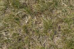 Why Your Grass Is Dying and How to Fix It Before It’s Too Late