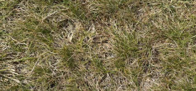 Why Your Grass Is Dying and How to Fix It Before It’s Too Late