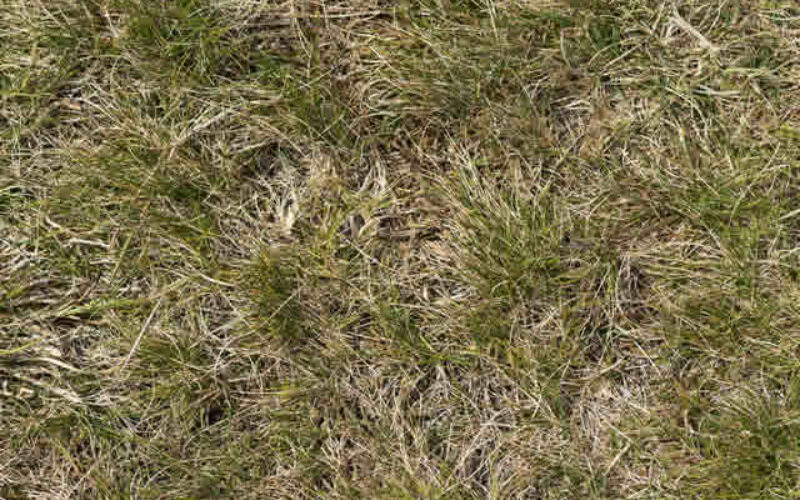 Why Your Grass Is Dying and How to Fix It Before It’s Too Late
