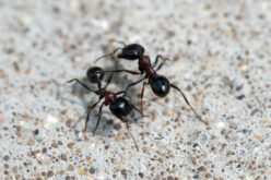 <em>“The Ants Go Marching Into Your Home Hurrah Hurrah”:</em> What To Do To Keep Ants Away
