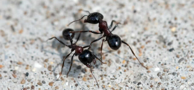 <em>“The Ants Go Marching Into Your Home Hurrah Hurrah”:</em> What To Do To Keep Ants Away