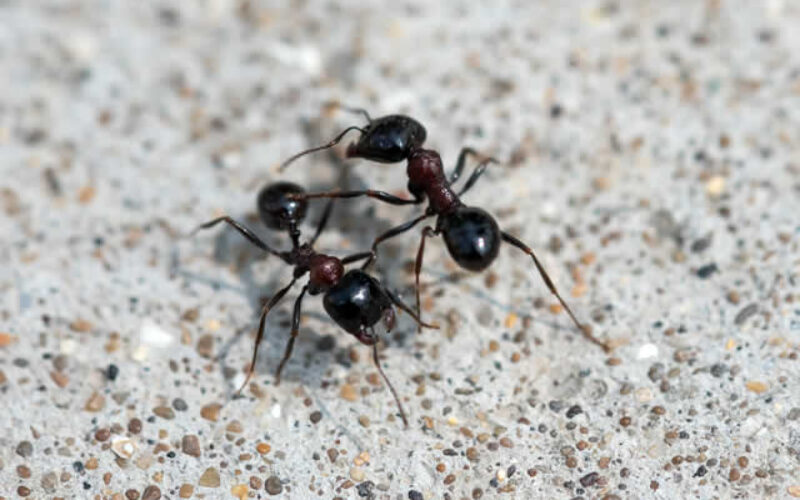 <em>“The Ants Go Marching Into Your Home Hurrah Hurrah”:</em> What To Do To Keep Ants Away