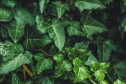 The Pros and Cons of Using Ivy in Your Landscape