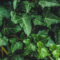 The Pros and Cons of Using Ivy in Your Landscape