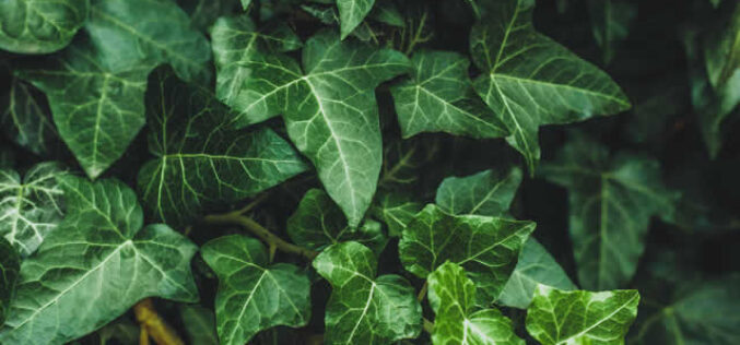 The Pros and Cons of Using Ivy in Your Landscape