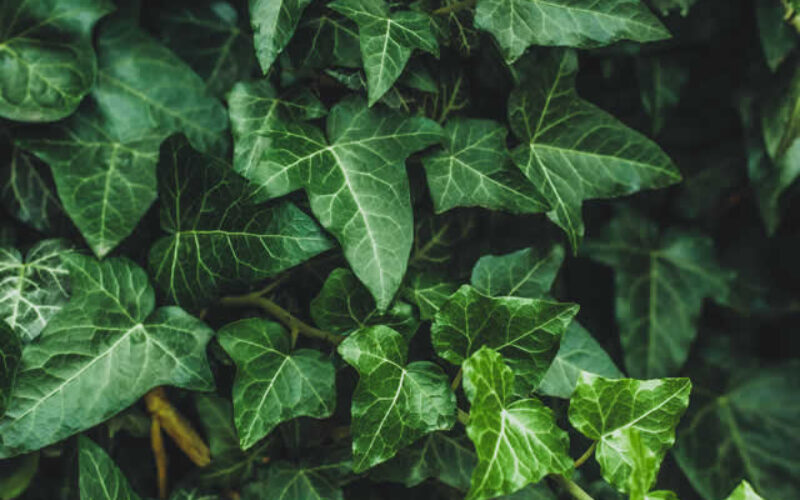The Pros and Cons of Using Ivy in Your Landscape