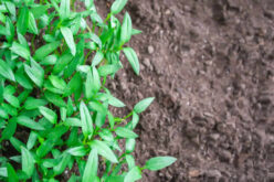 Beyond Soil: Discovering the Best Alternatives for Your Garden