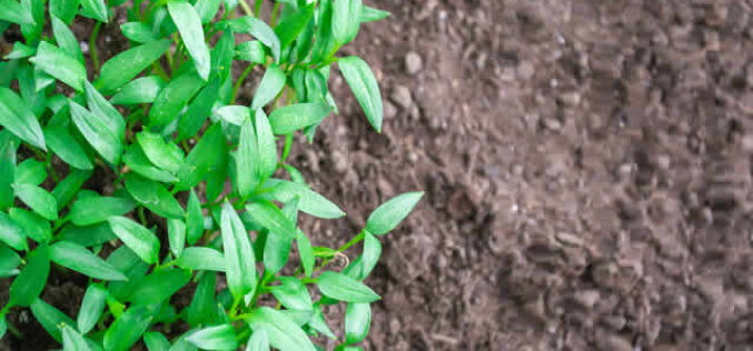 Beyond Soil: Discovering the Best Alternatives for Your Garden