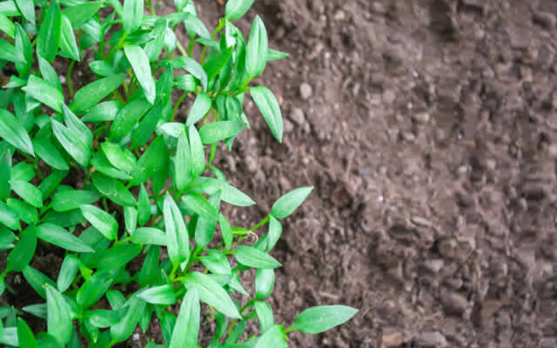 Beyond Soil: Discovering the Best Alternatives for Your Garden