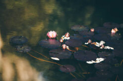 Why Your Pond and Fountain Need Year-Round Care