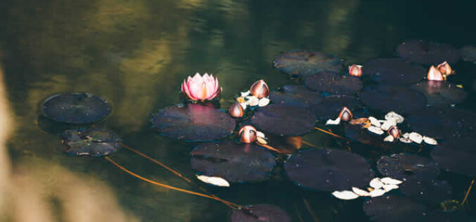 Why Your Pond and Fountain Need Year-Round Care