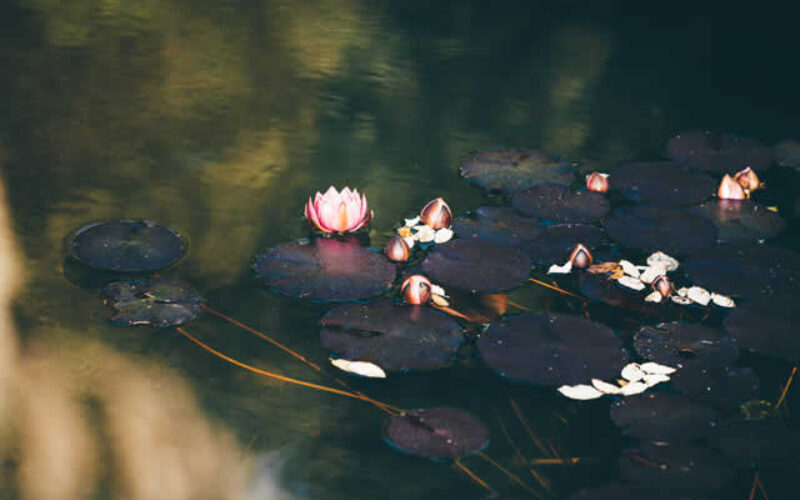 Why Your Pond and Fountain Need Year-Round Care