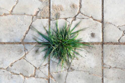 Safe and Effective Weed Control for Sidewalks and Driveways