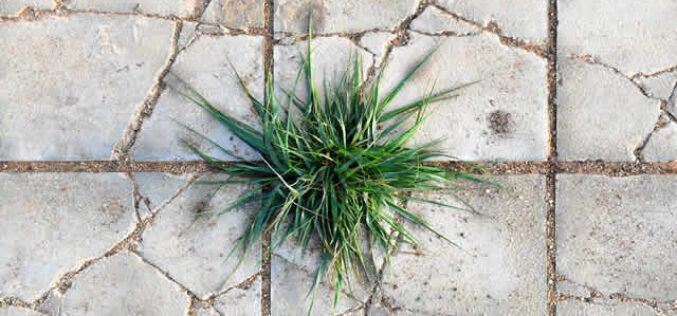 Safe and Effective Weed Control for Sidewalks and Driveways