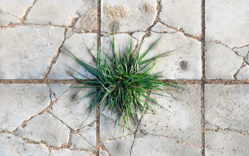 Safe and Effective Weed Control for Sidewalks and Driveways